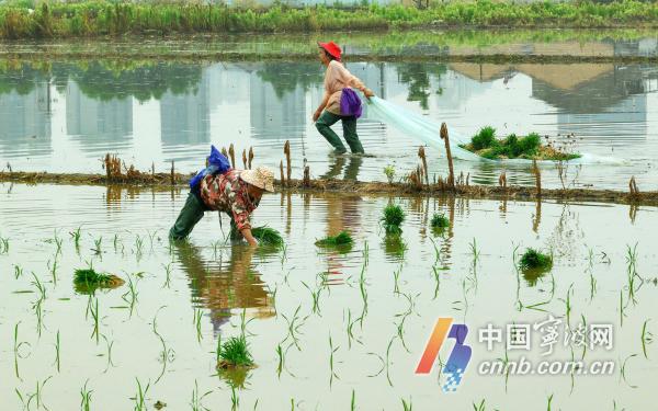Grain in Ear는 심기 바쁜 농부들에게
